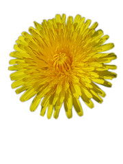 dandelion