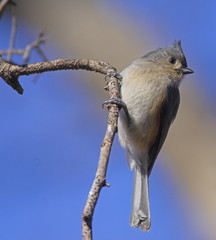 titmouse
