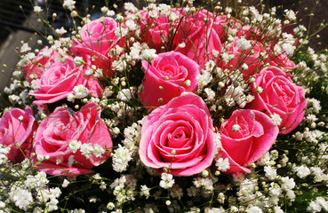 pink roses