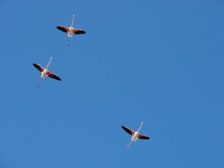 3 flaments roses