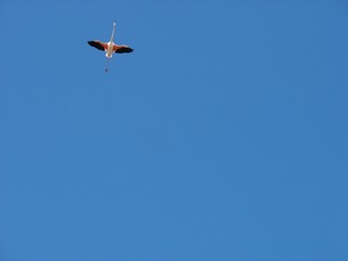 1 flament rose