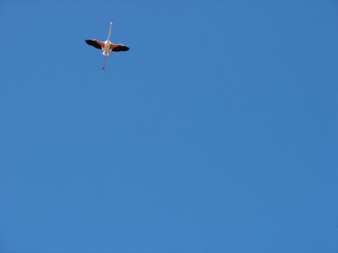 1 flament rose