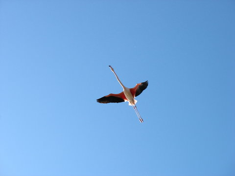 un flament rose