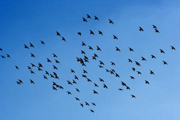 many flying pigeons on sky background