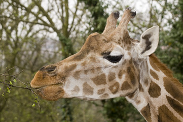 giraffe