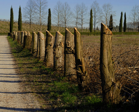 prospettiva campestre