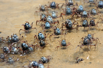 mud crabs