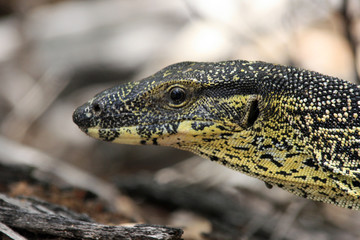 goanna