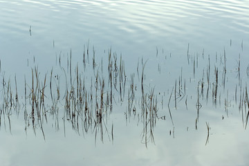lake with simple plants reflex