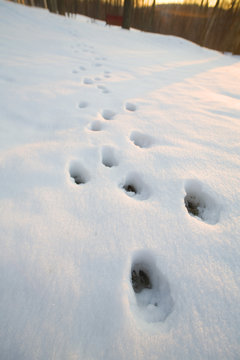 Deer Tracks