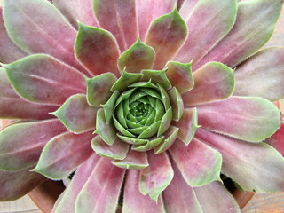 succulent plant