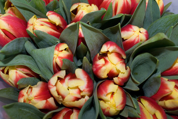 tulip