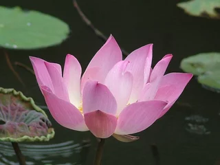 Photo sur Plexiglas Nénuphars lotus