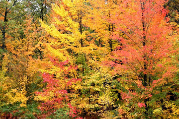 maple trees