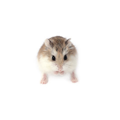 roborovski hamster