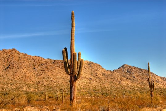 desert saguaro 34 © Paul Moore