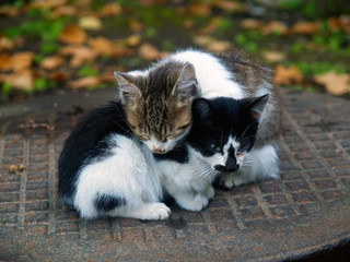 pair of pitiable homeless small cats get warming