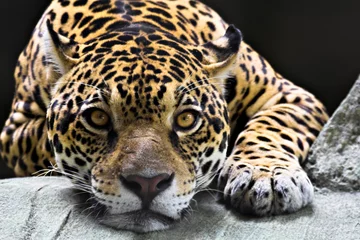 Foto op Plexiglas jaguar © Glenn Young