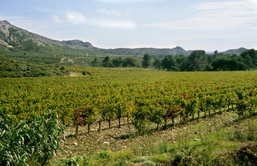 Fototapeta na wymiar winery in southern france