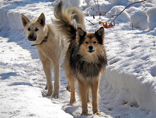 dogs on snow 2