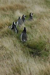 magellan penguins going home