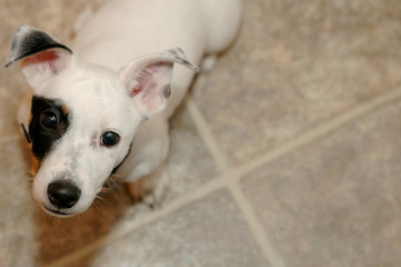 jack russell terrier - 8