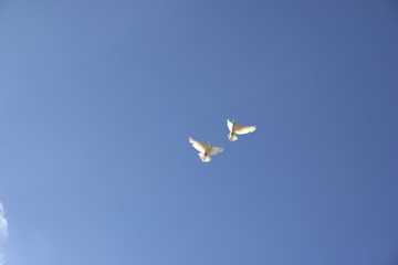 two flying dove