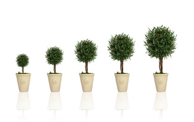 growing plant
