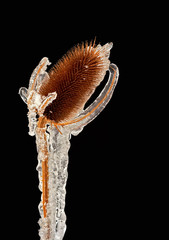 frost bound thistle