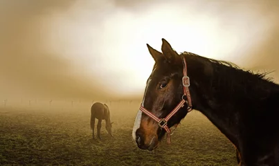 Fotobehang horse in the mist © Rosengaard