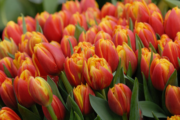 orange tulpen 2