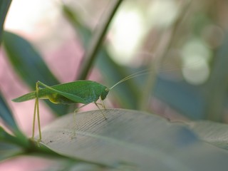 sauterelle verte sur laurier rose