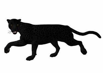 leopard trotting