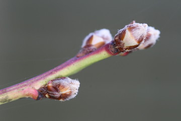 bourgeons