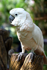 perroquet blanc