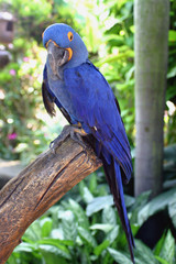 perroquet bleu