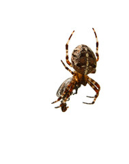 spider.