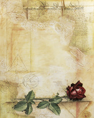 old ancient parchment with red rose