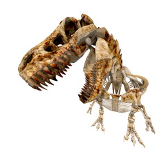 trex bones - 03 © FrederickRM