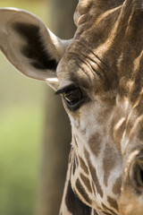 giraffe © Stephen Meese