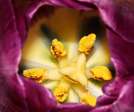 tullip macro