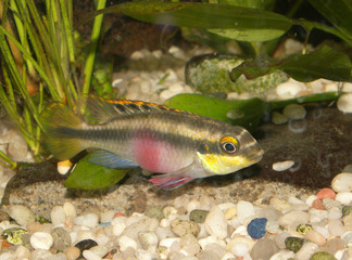 pelvicachromis pulcher