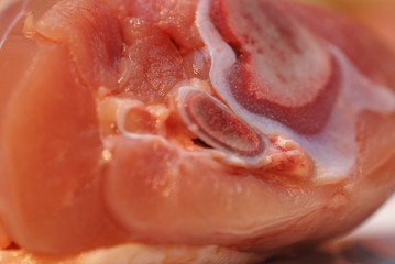 macro shot of chicken