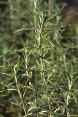 rosemary plant