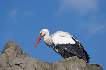 stork