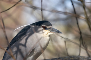 black-crowned night heron