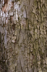 tree bark