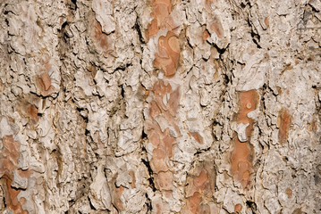 tree bark