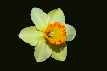 Fototapeta na wymiar isolated daffodil
