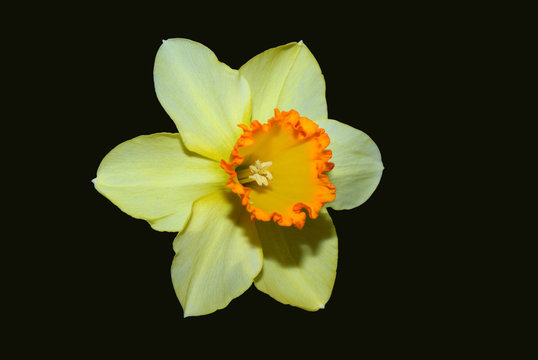 isolated daffodil
